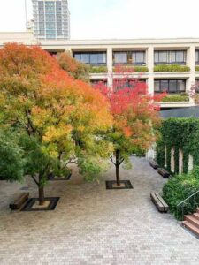 11月ごろの灘校の紅葉風景