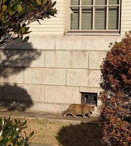 神戸大学に住んでいる猫