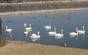 昆陽池公園の白鳥